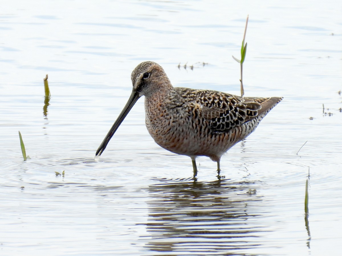 Long-billed Dowitcher - ML618096222