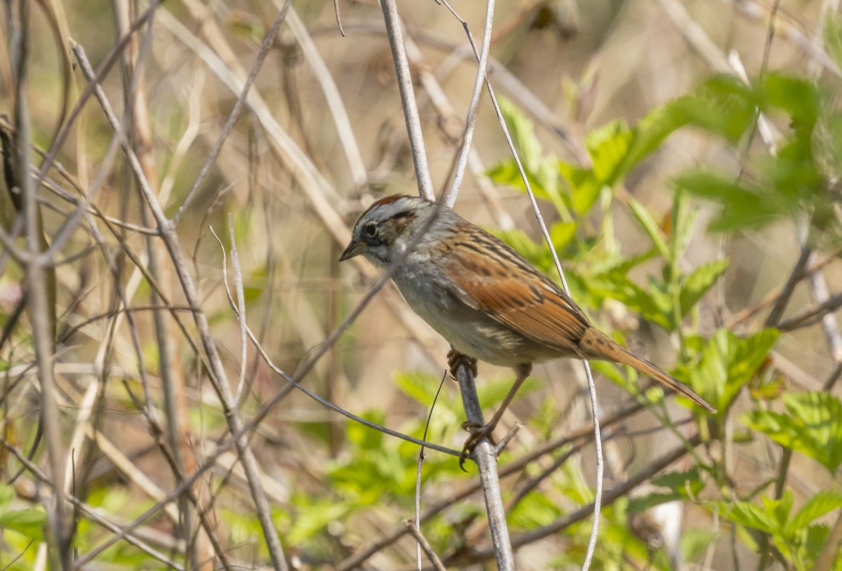 Swamp Sparrow - ML618096225