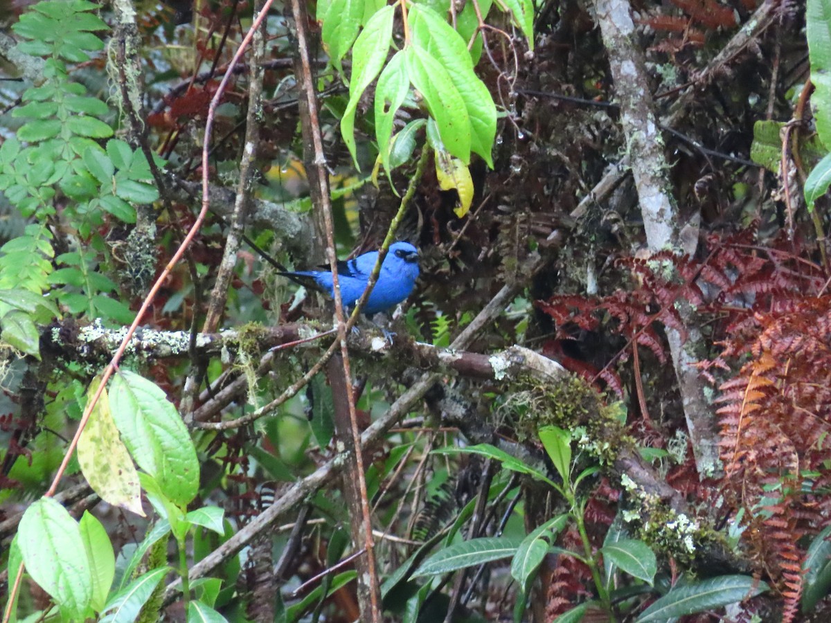 Blue-and-black Tanager - ML618096231