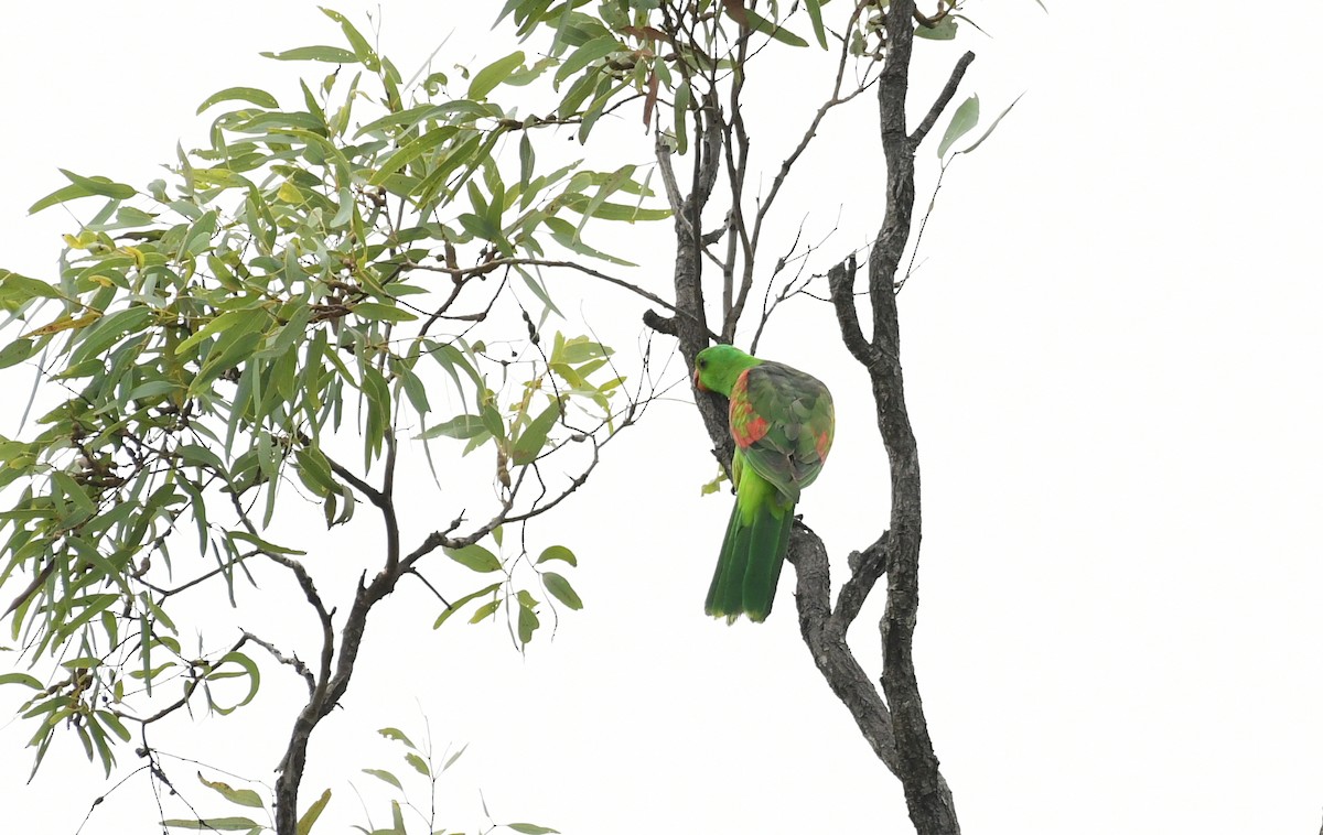 Red-winged Parrot - Sabine Decamp