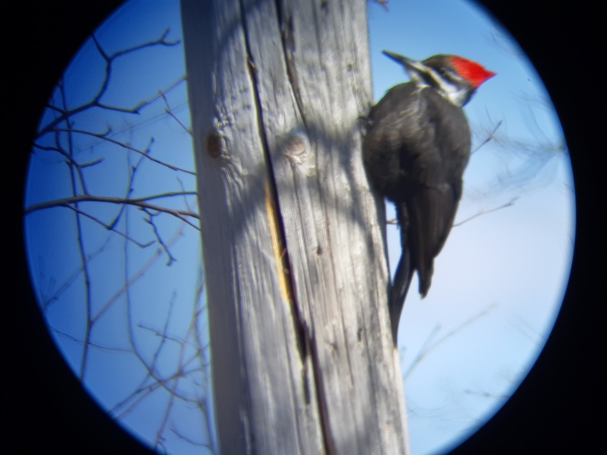 Pileated Woodpecker - ML618096242