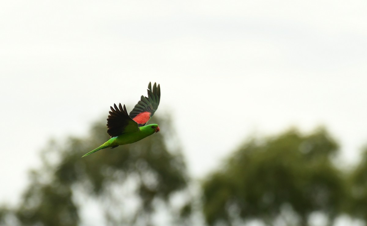 Red-winged Parrot - ML618096249