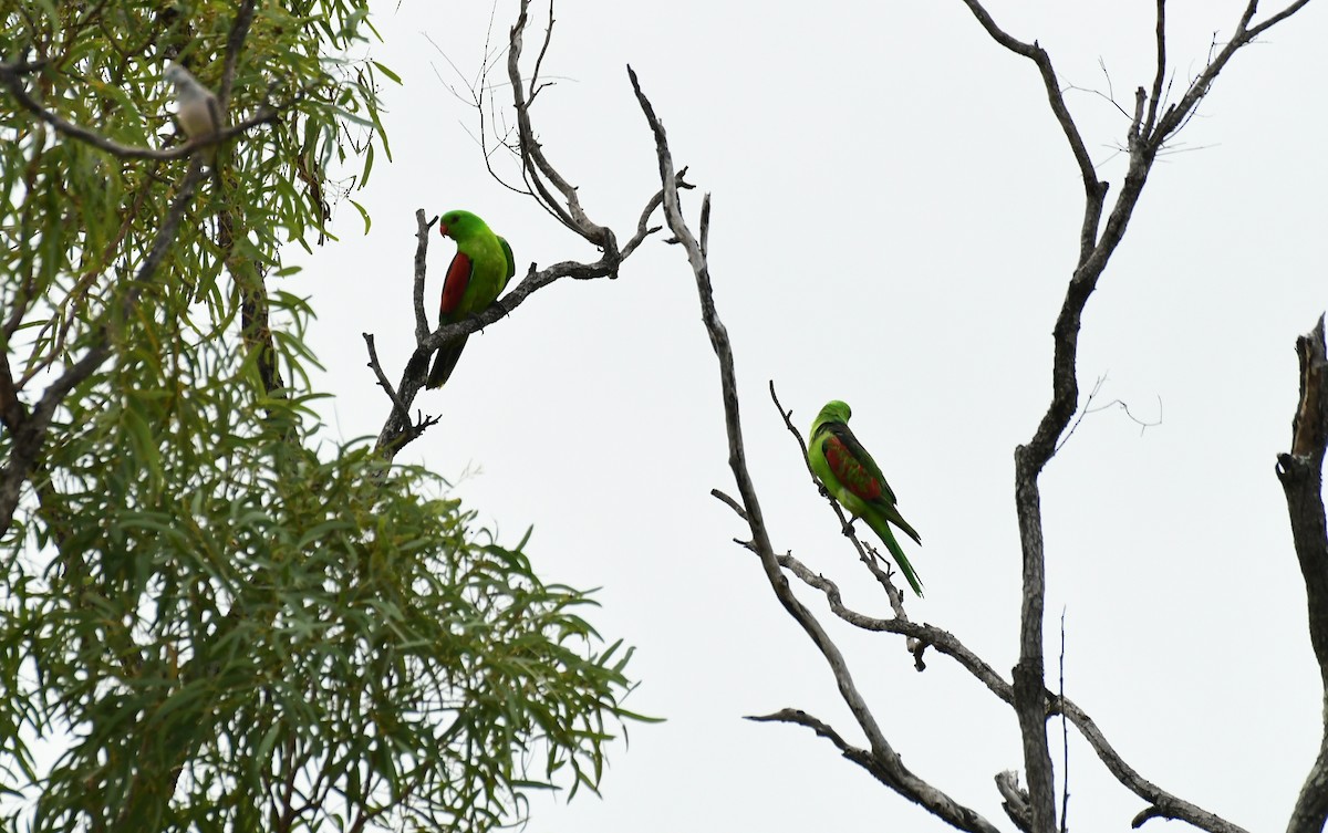 Red-winged Parrot - ML618096255