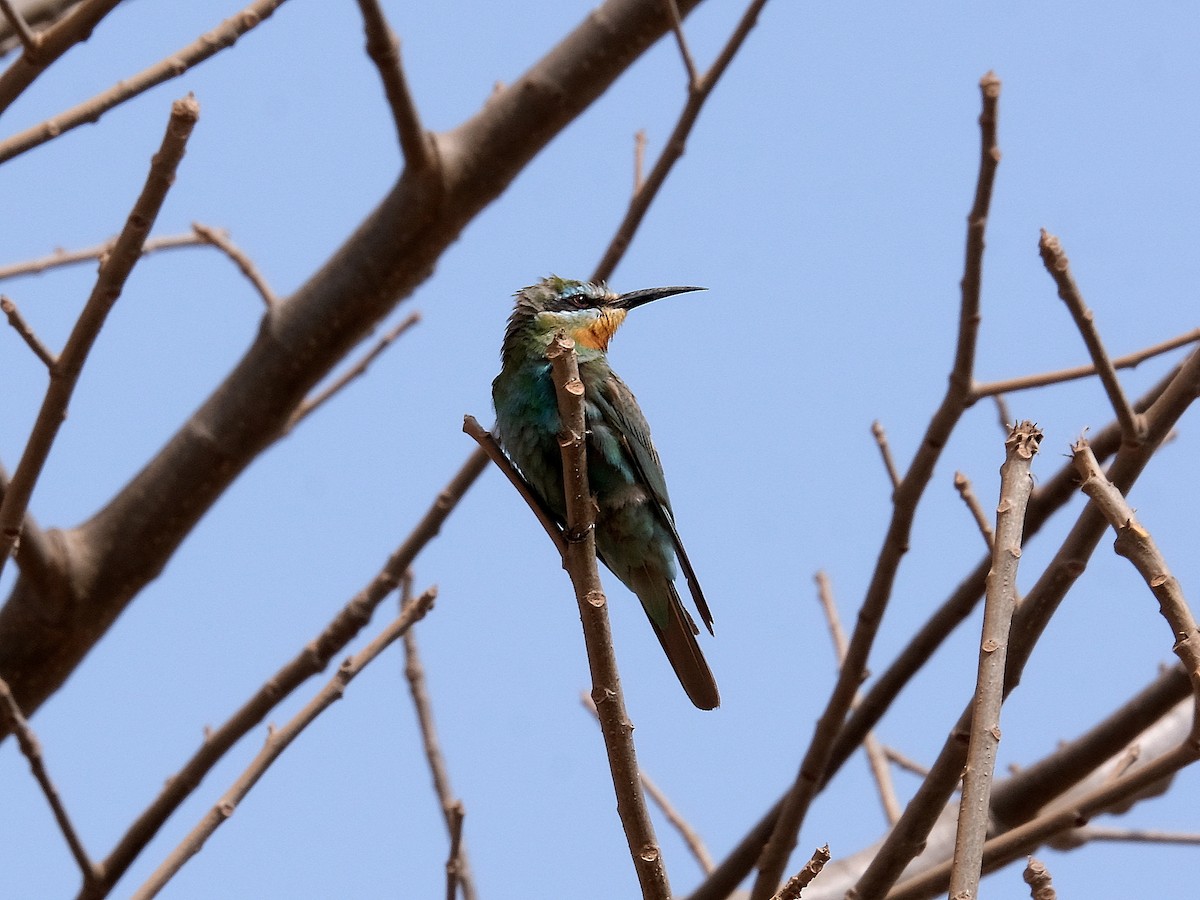 Blue-cheeked Bee-eater - ML618096288