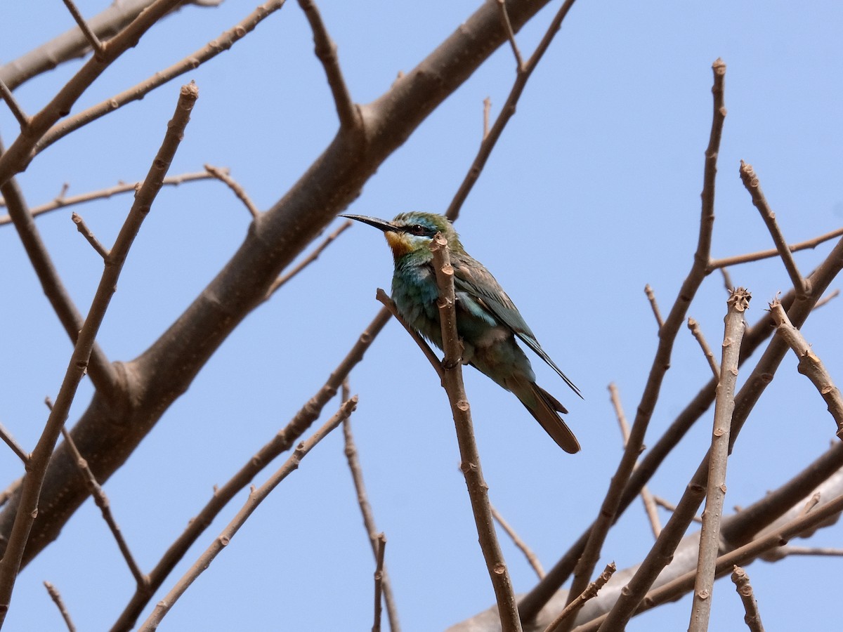 Blue-cheeked Bee-eater - ML618096289