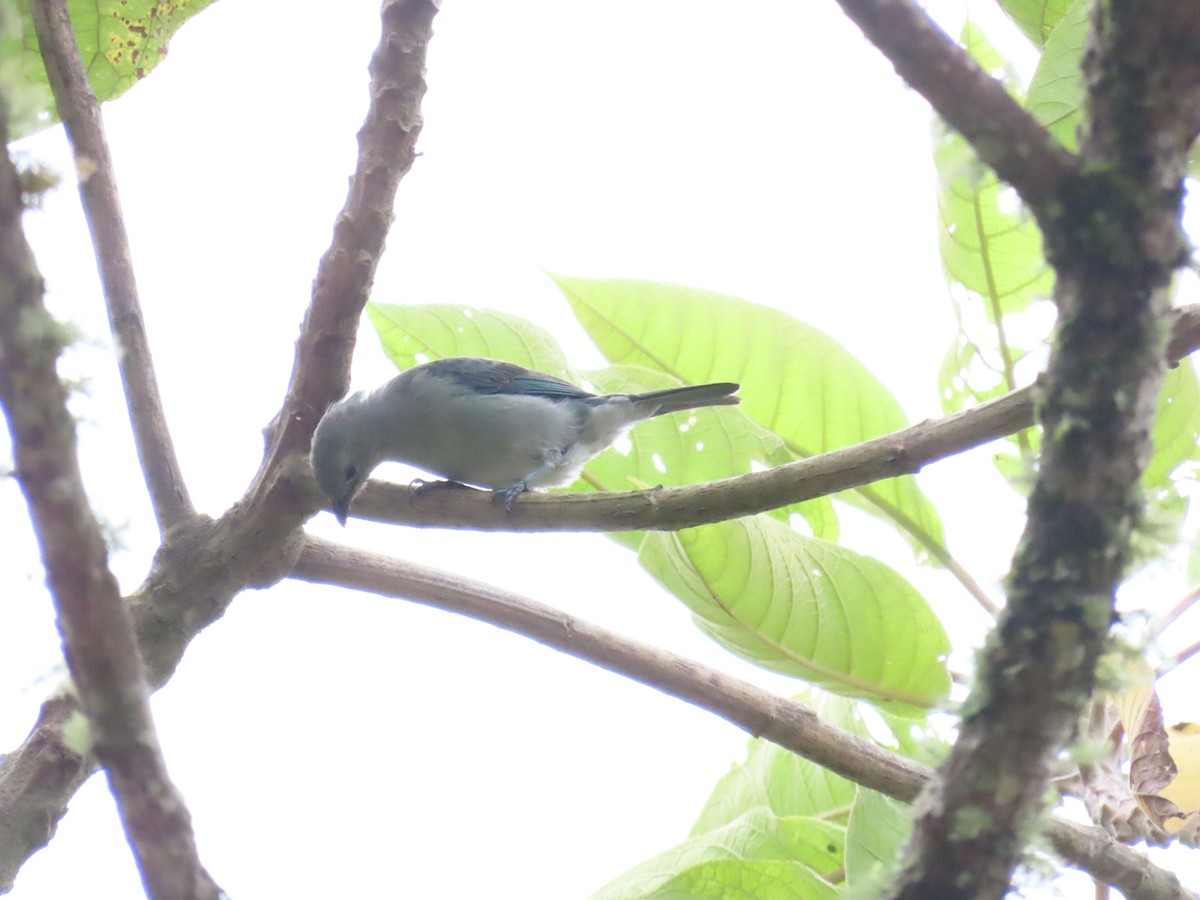 Blue-gray Tanager - ML618096316