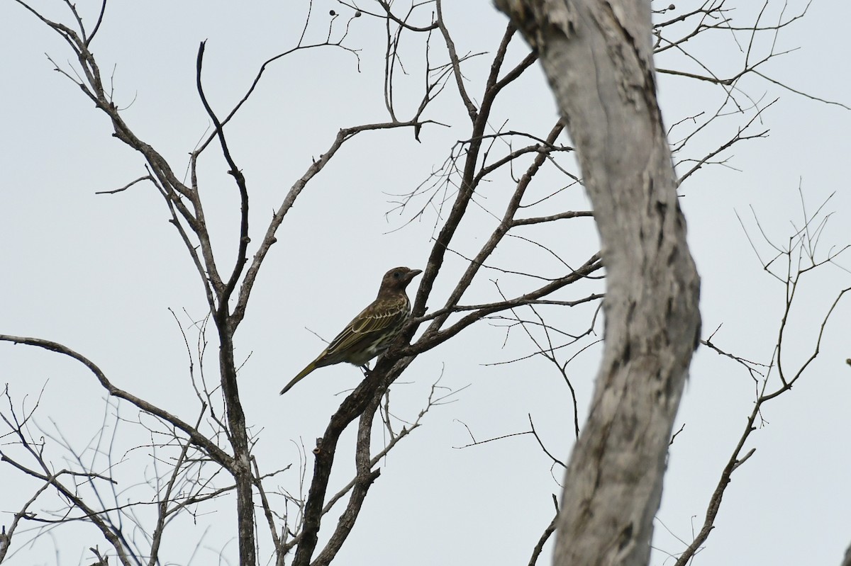 Australasian Figbird - ML618096323