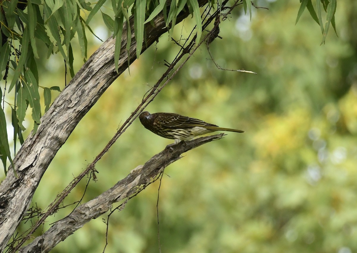 Australasian Figbird - Sabine Decamp