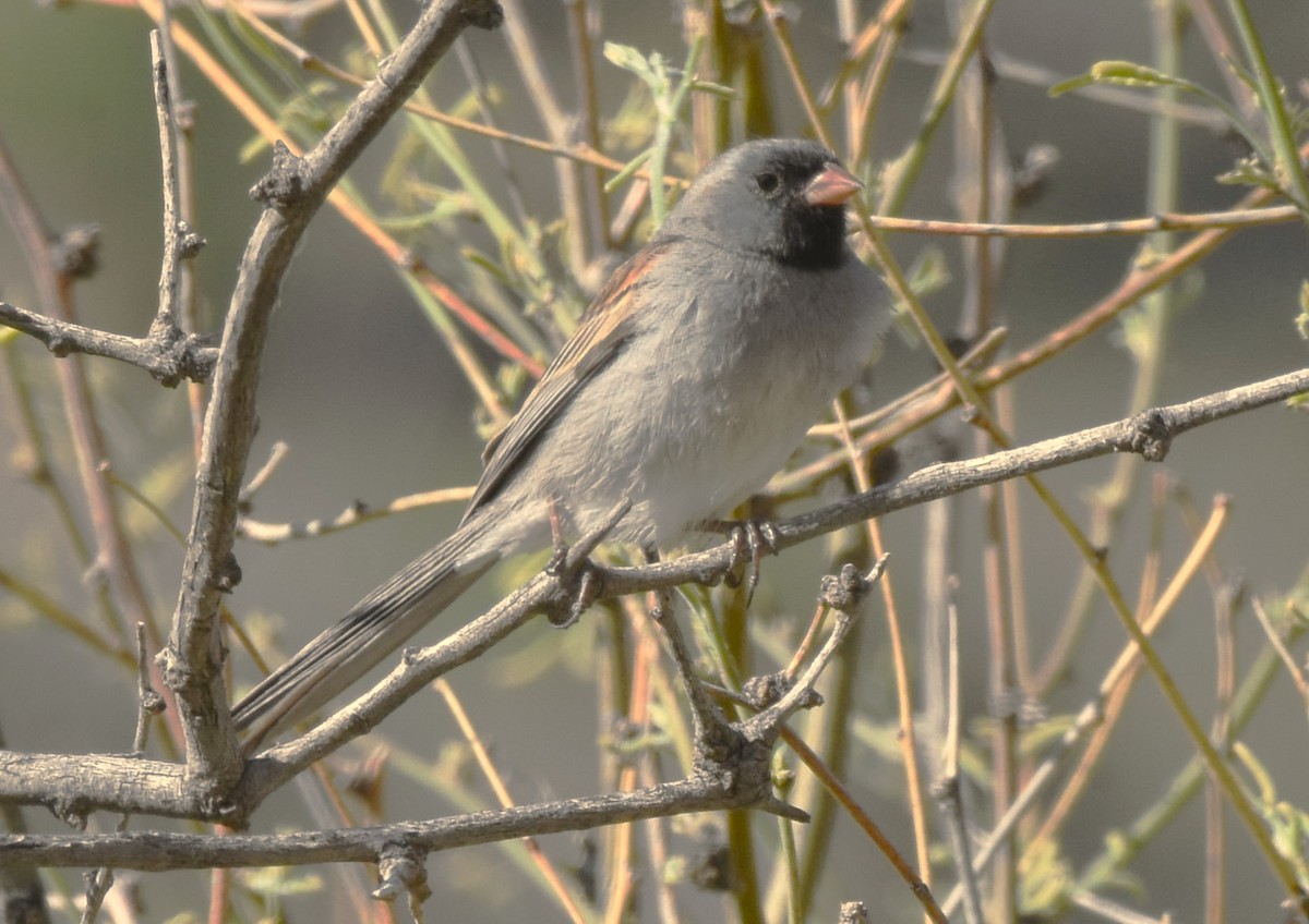 Black-chinned Sparrow - Chris Rohrer