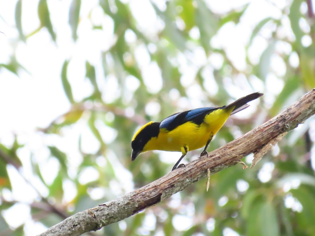 Blue-winged Mountain Tanager - ML618096363