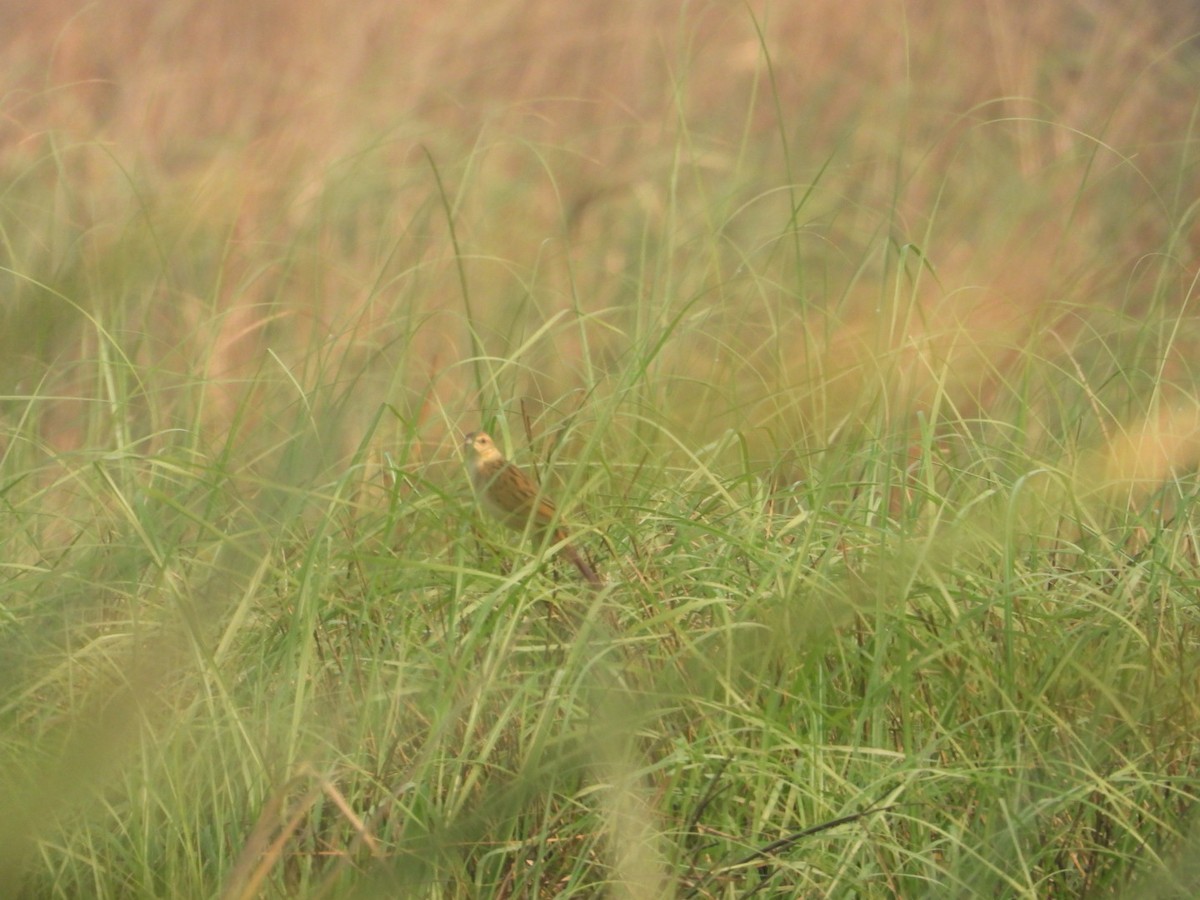 Bristled Grassbird - ML618096430