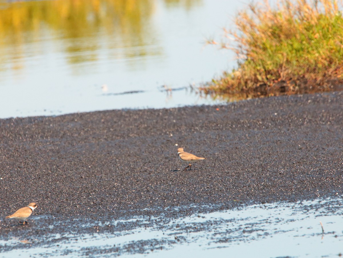 Semipalmated Plover - ML618096481