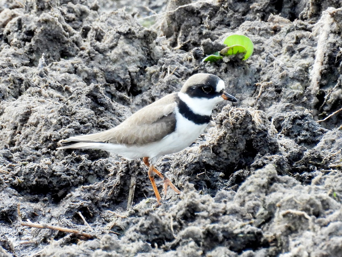 Semipalmated Plover - ML618096495