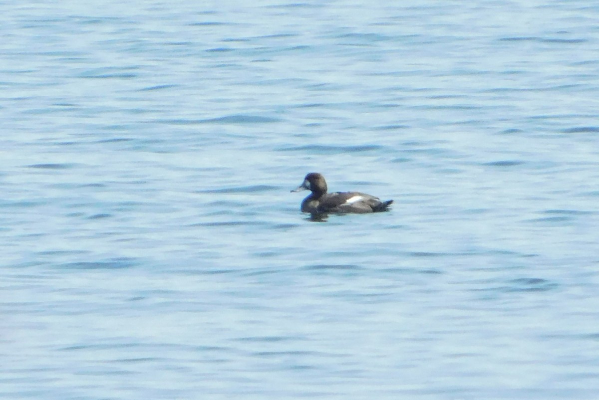 Greater Scaup - ML618096498