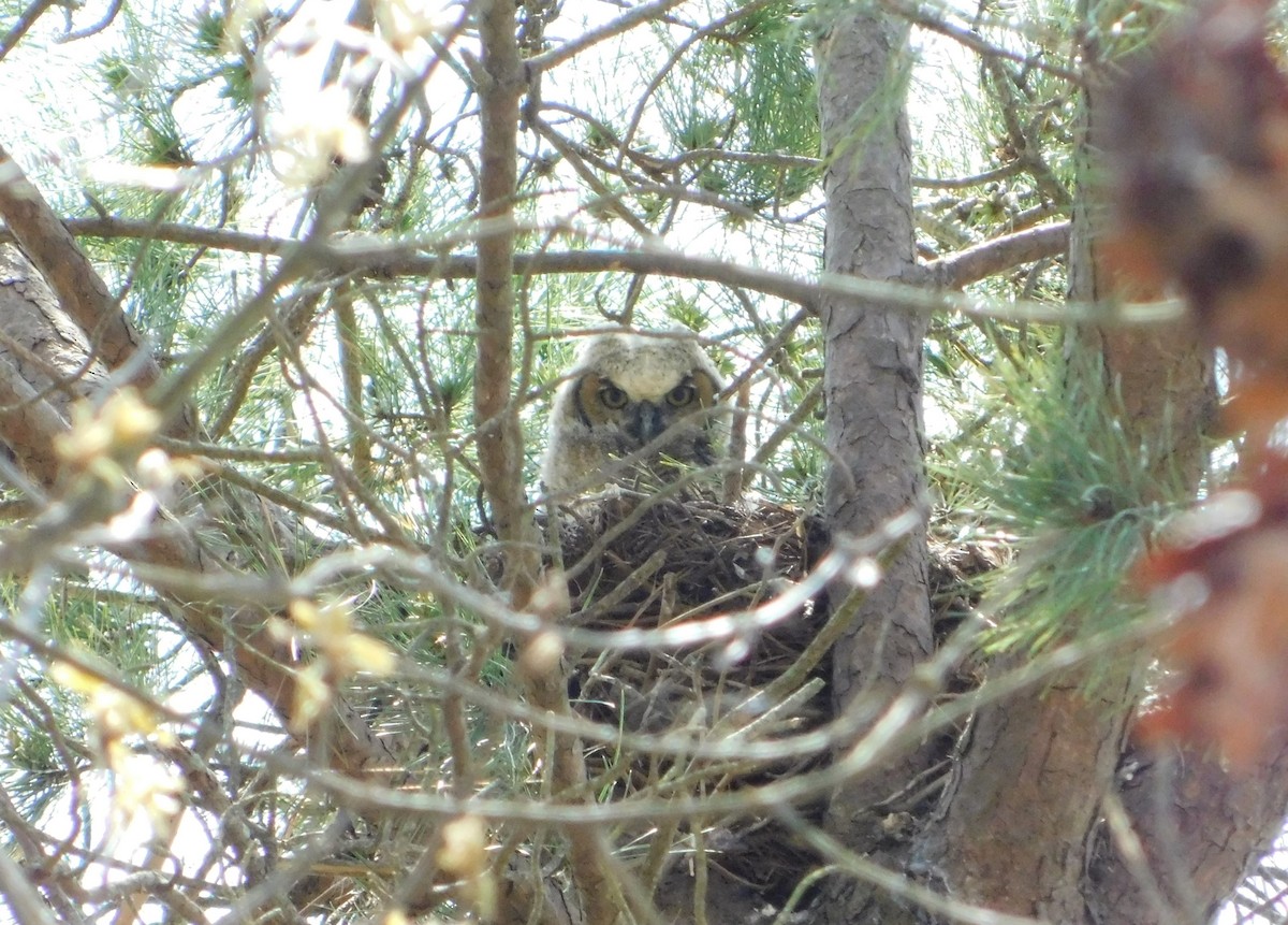 Great Horned Owl - ML618096501