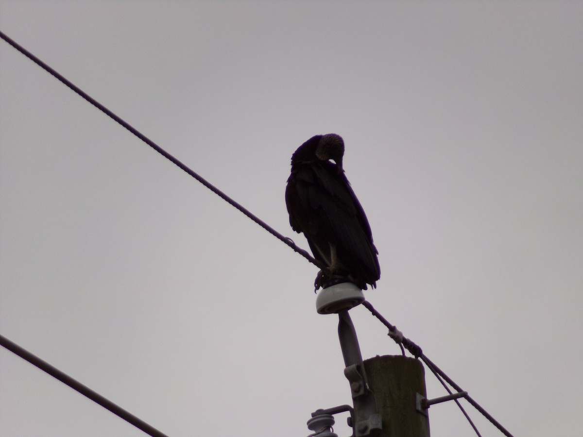 Black Vulture - Texas Bird Family
