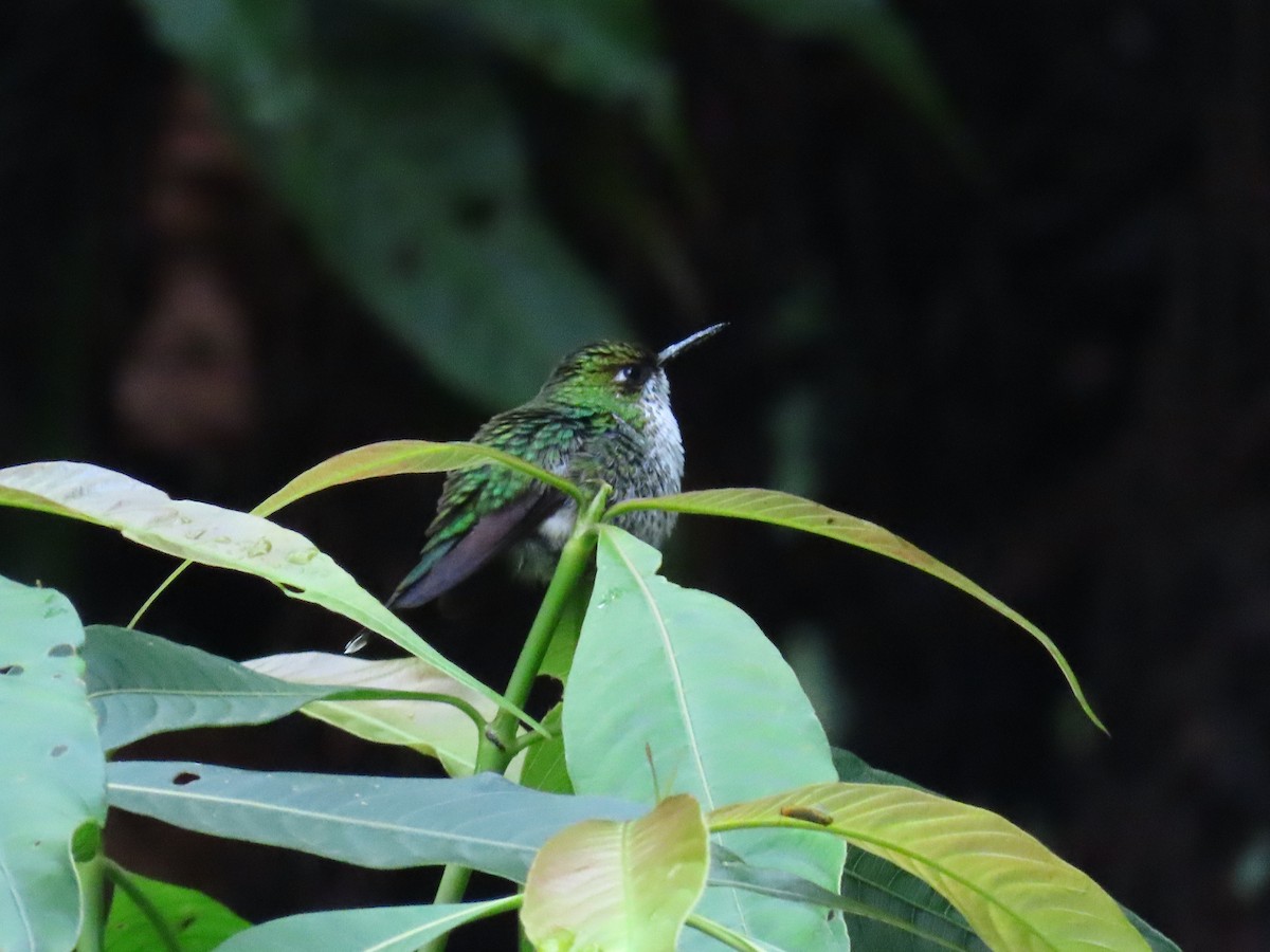 White-booted Racket-tail - ML618096514