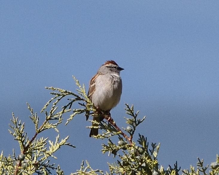 Chipping Sparrow - ML618096530