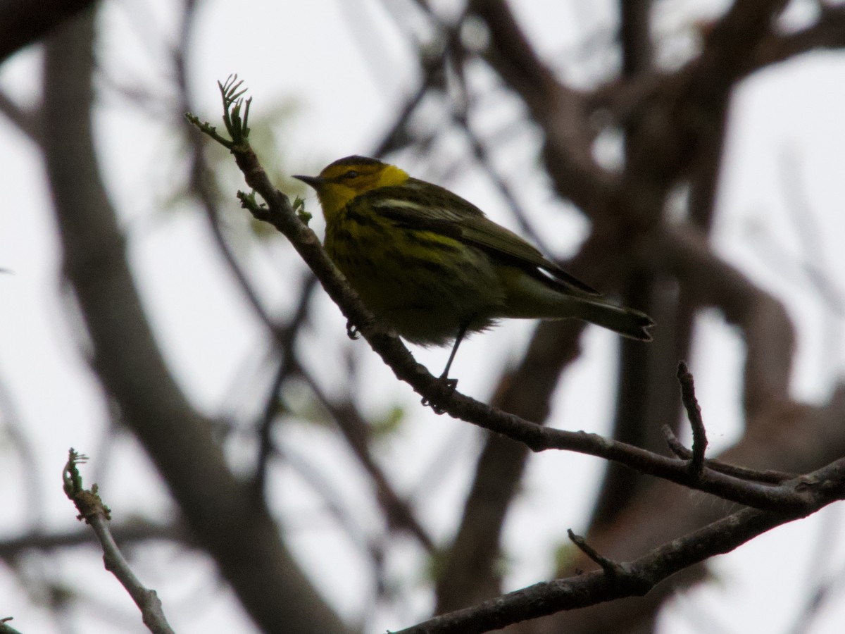 Cape May Warbler - ML618096552