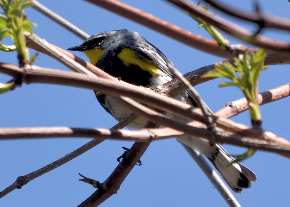 Yellow-rumped Warbler (Audubon's) - ML618096559