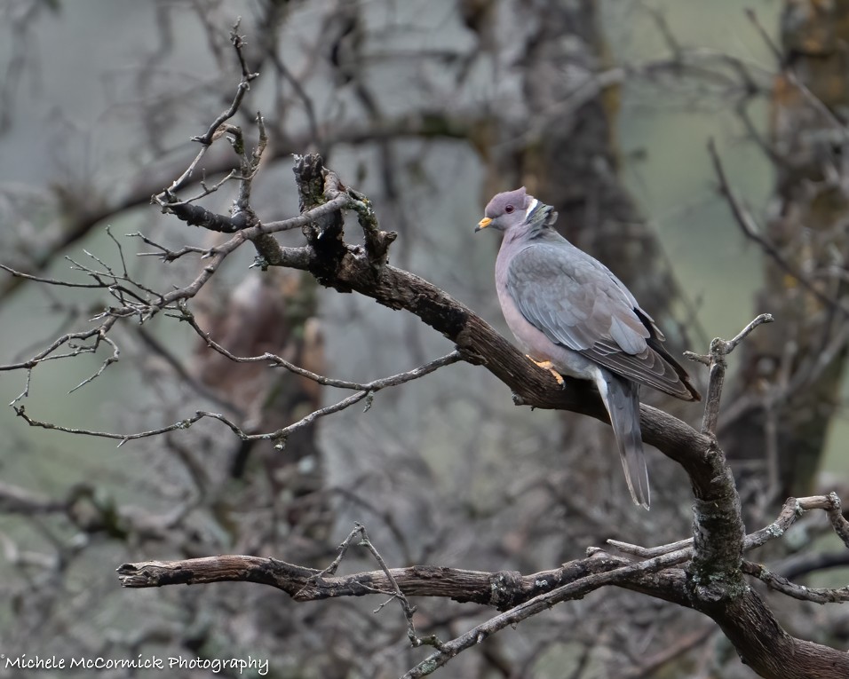 Band-tailed Pigeon - Michele McCormick