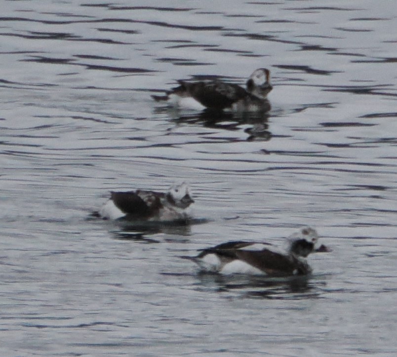 Long-tailed Duck - ML618096605