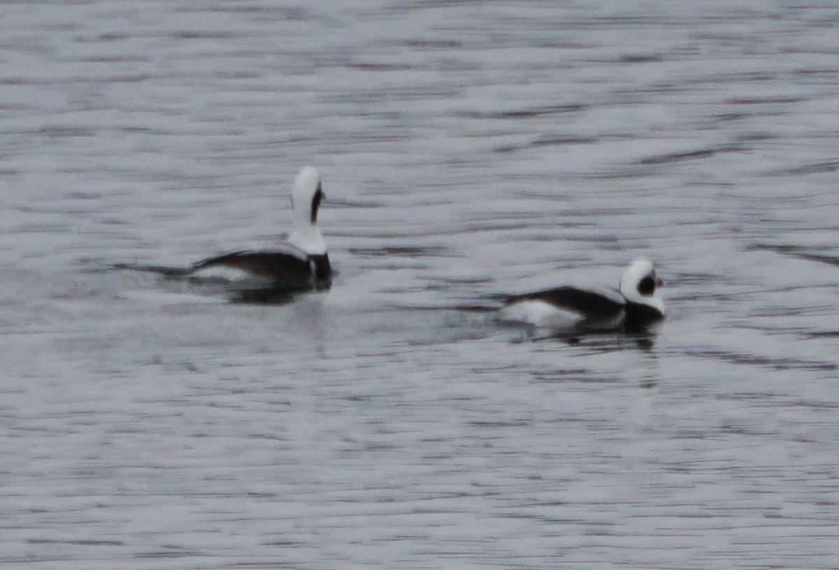 Long-tailed Duck - ML618096617