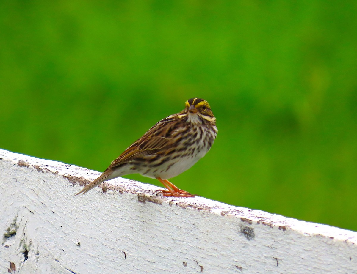 Savannah Sparrow - ML618096679