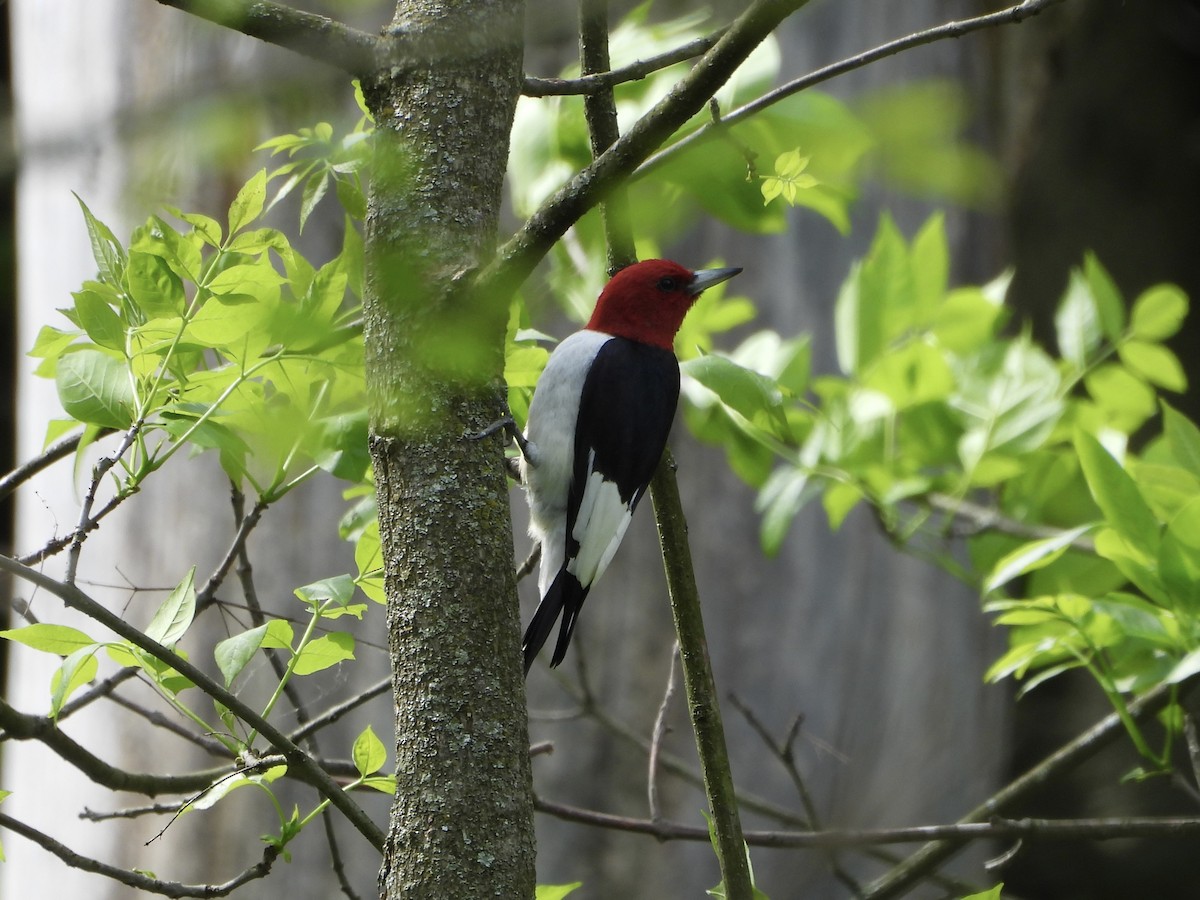Red-headed Woodpecker - Leann Henderson