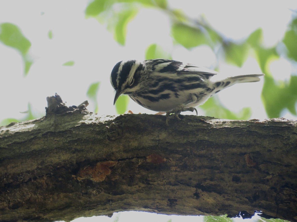 Black-and-white Warbler - ML618096685