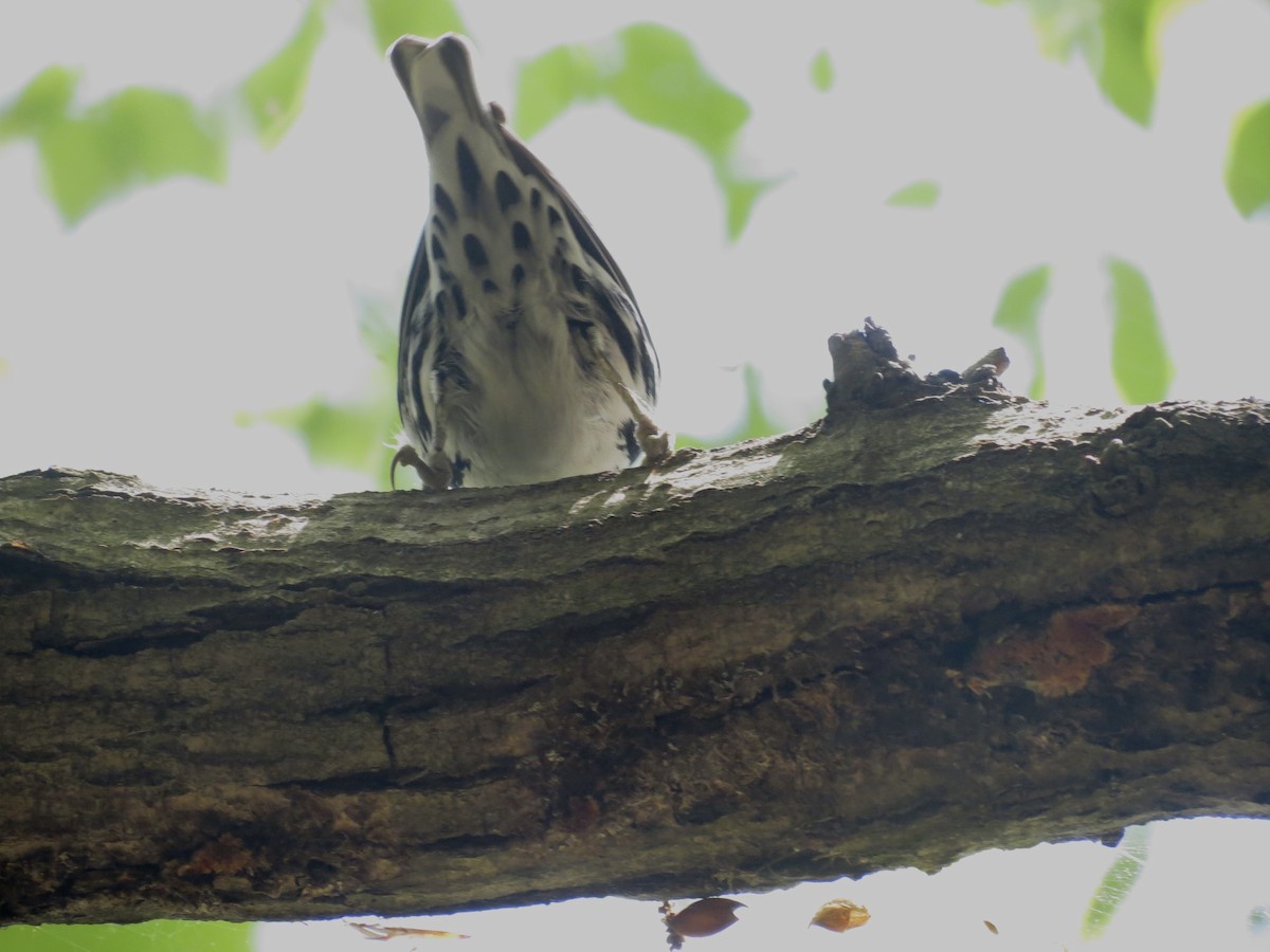 Black-and-white Warbler - ML618096686