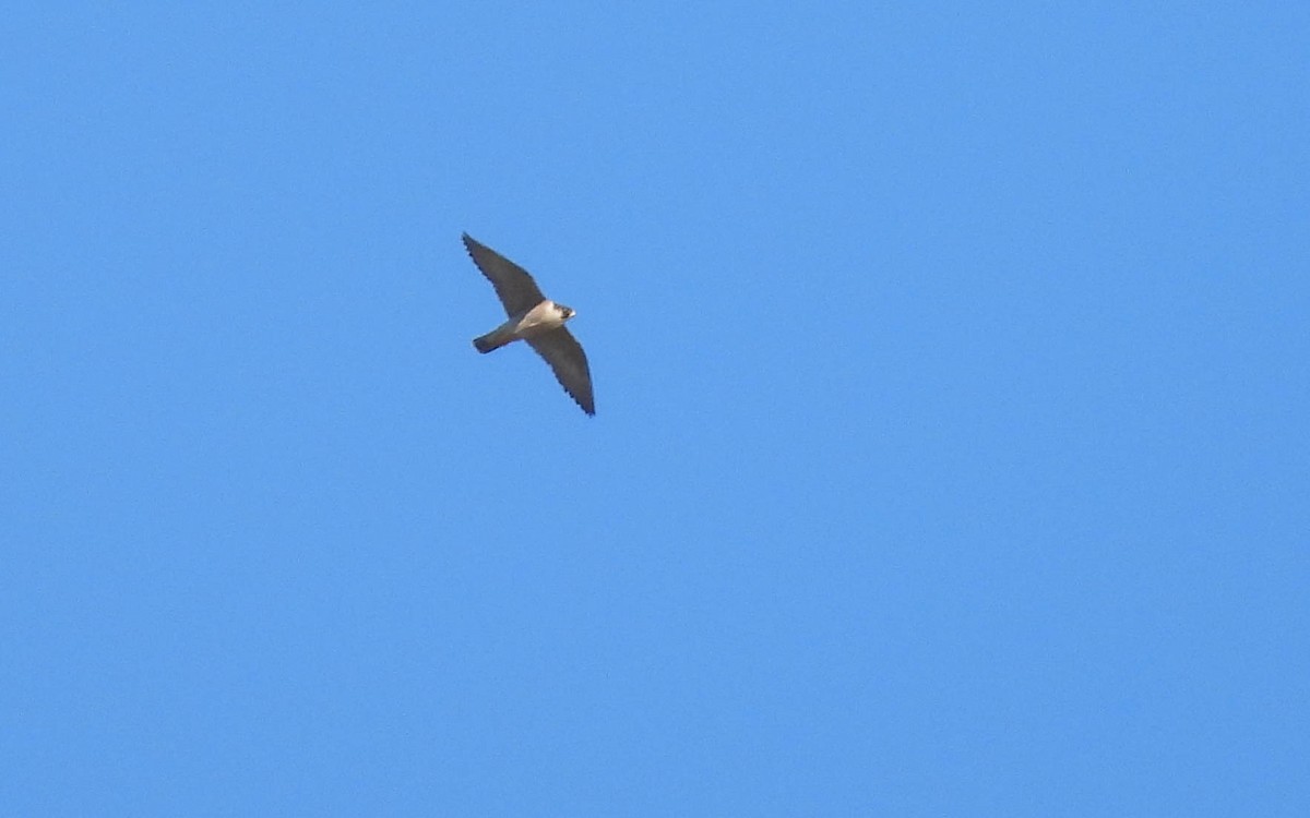 Peregrine Falcon (Mediterranean) - ML618096755