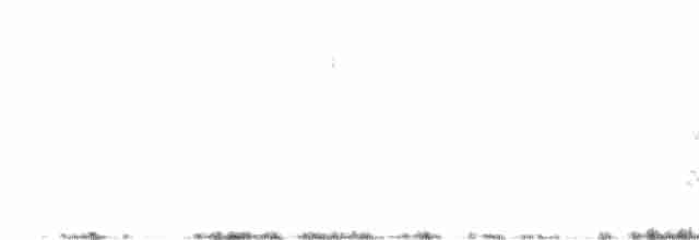 Щетинистая долгохвостка - ML618096778