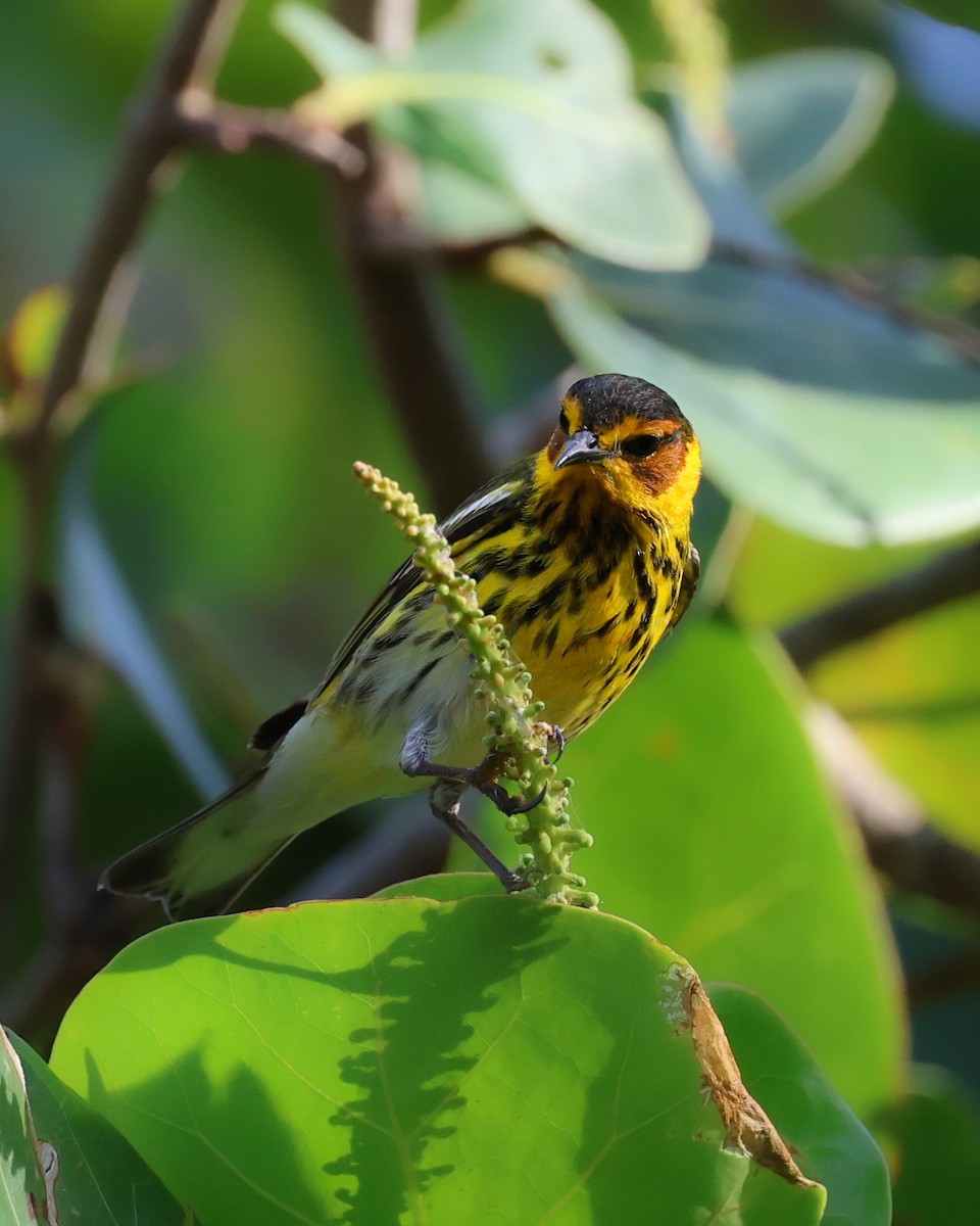 Cape May Warbler - ML618096781