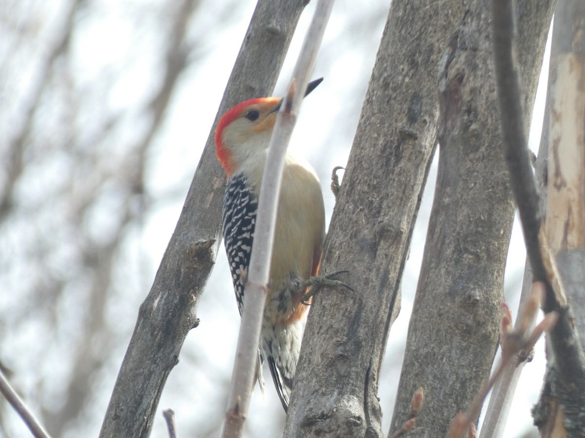 Red-bellied Woodpecker - Fabian Orozco