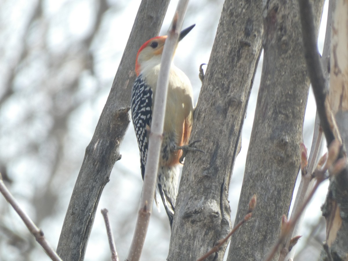 Red-bellied Woodpecker - ML618096786