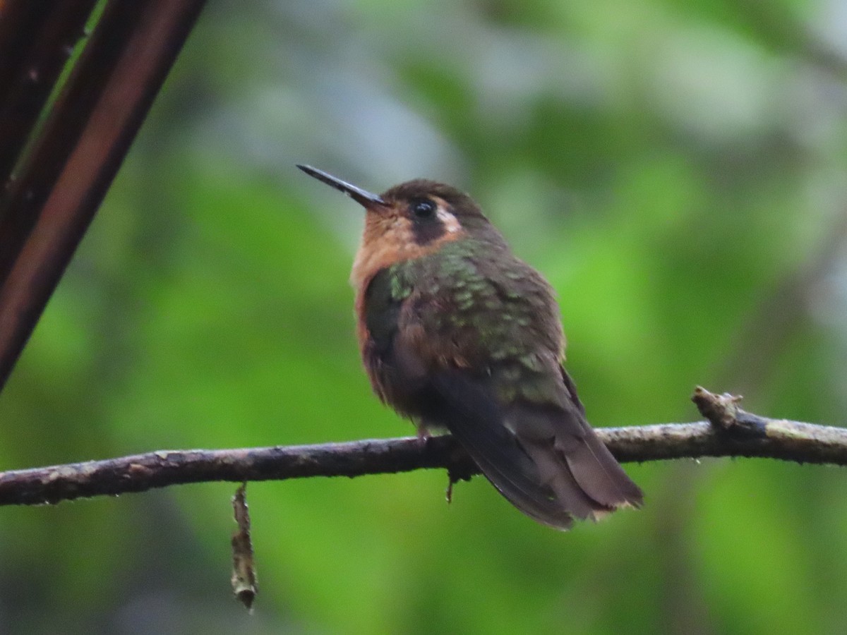Speckled Hummingbird - ML618096789