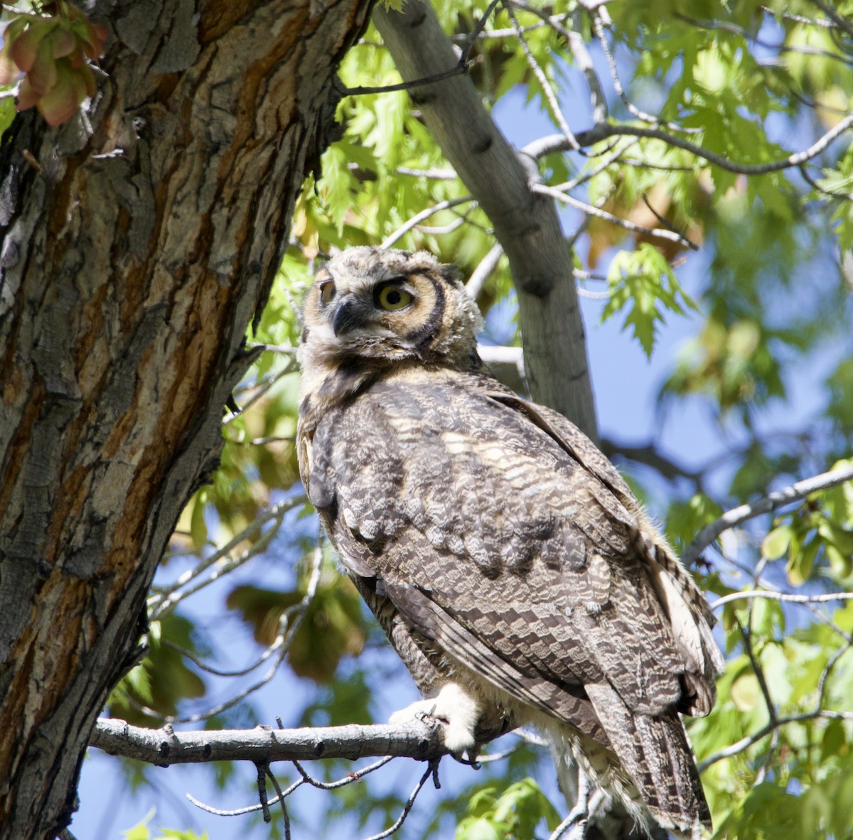 Great Horned Owl - ML618096816