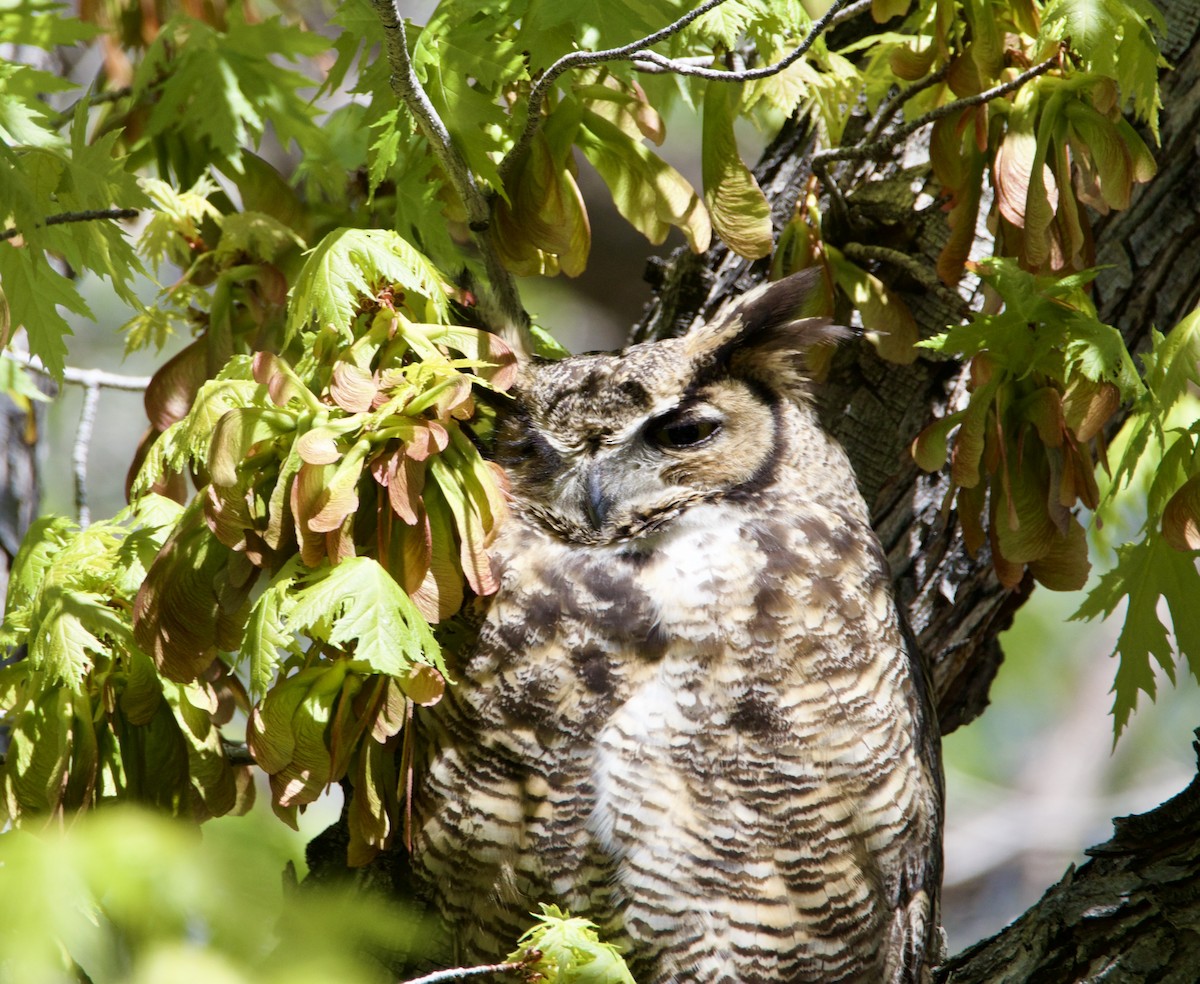 Great Horned Owl - ML618096818
