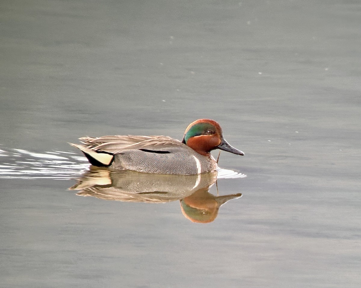 Green-winged Teal - ML618096873