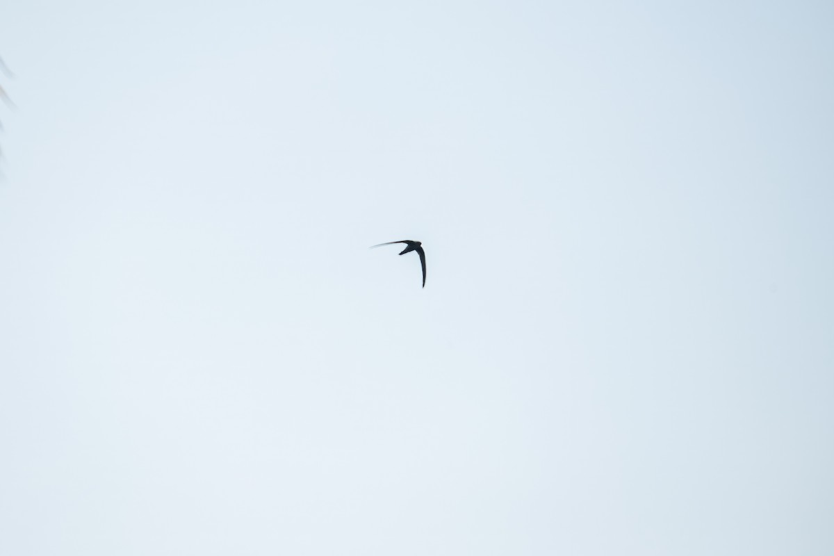 Asian Palm Swift - Dominic More O’Ferrall
