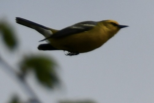 Blue-winged Warbler - Sven Strnad