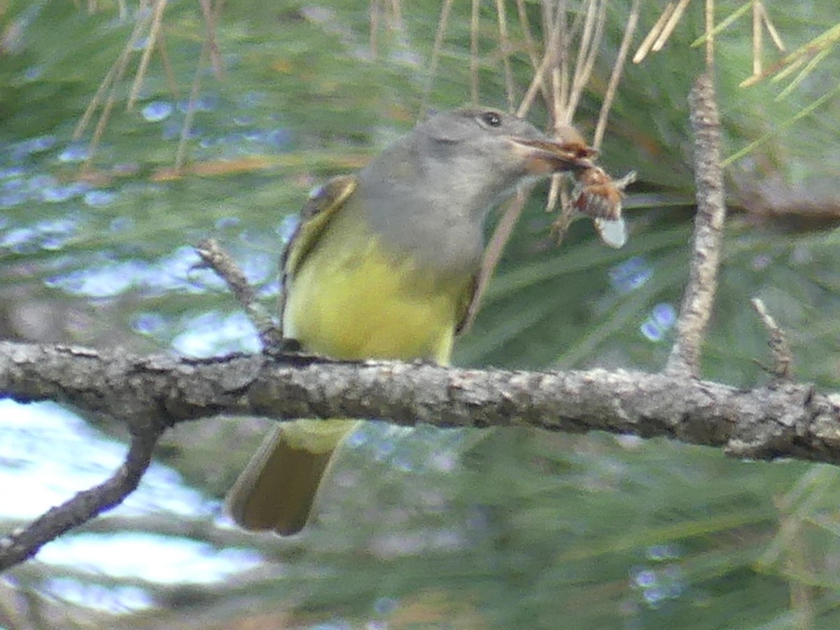 Great Crested Flycatcher - ML618096929