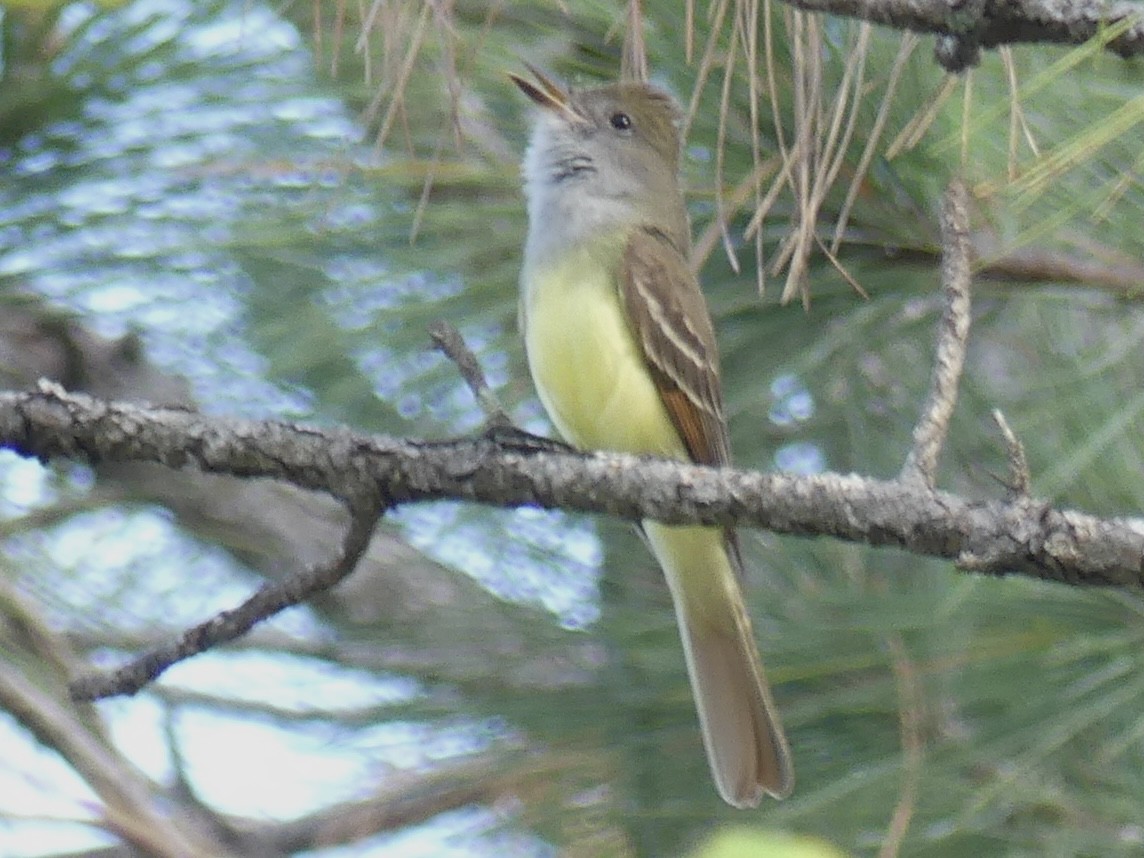 Great Crested Flycatcher - ML618096930