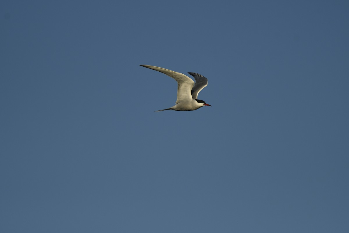 Common Tern - ML618096933