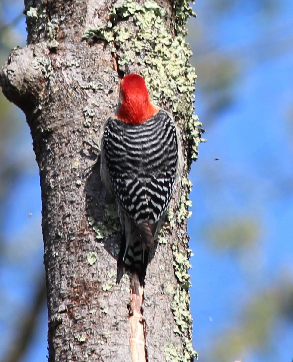 Red-bellied Woodpecker - ML618096953