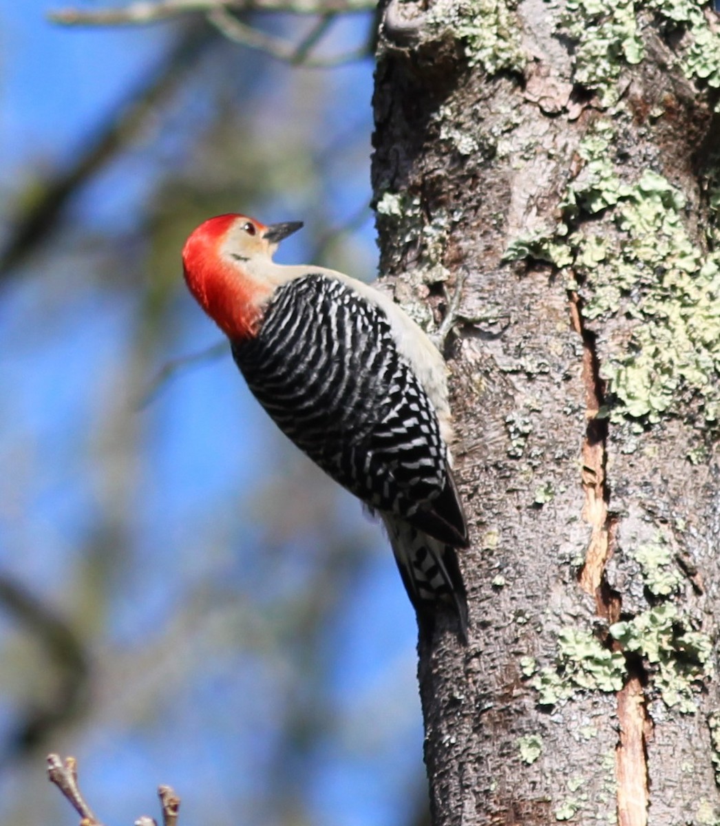 Red-bellied Woodpecker - ML618096954