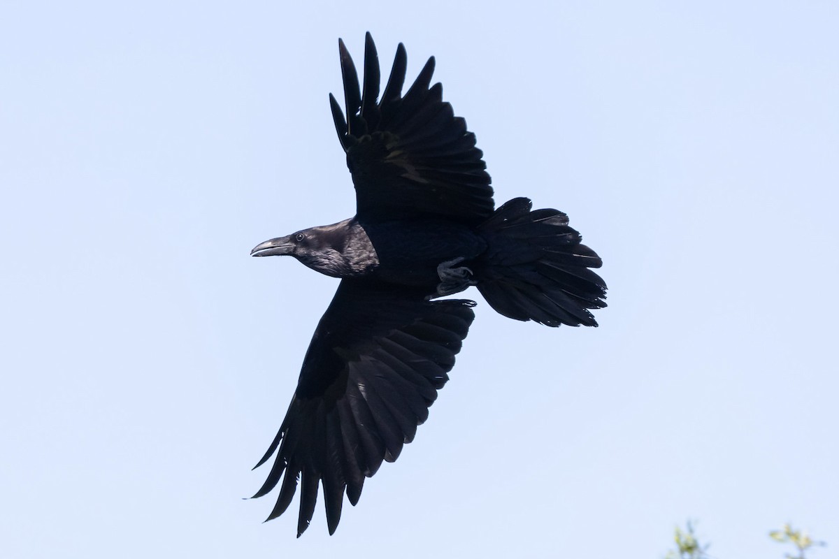 Common Raven - Jeff Bray