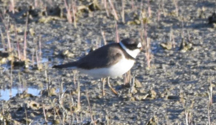 Semipalmated Plover - ML618096977