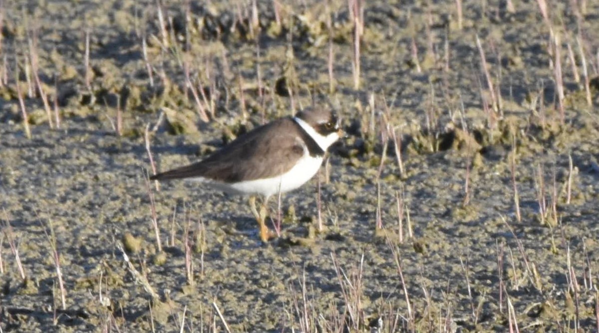 Semipalmated Plover - Chris Rohrer